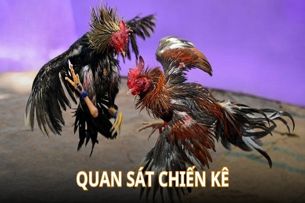 Quan sát chiến kê cẩn thận trước khi bắt kèo