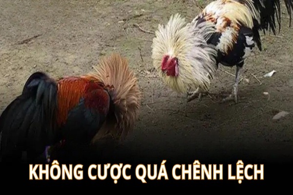 Hội viên không nên cược kèo quá chênh lệch